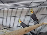 Yavru Ve Takım Papağanlar