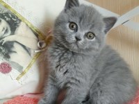 British Shorthair Kedisi
