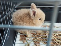 Yavru Hollanda Cüce Tavşanı