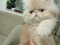 Safkan Şecereli İran Kedisi Bebekler