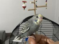 Yeni yeme düşmüş erkek muhabbet kuşu