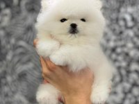 Pomeranian Boo Yavruları Antalya