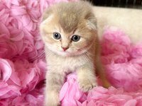 3 adet dişi kedimiz