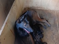 06.08.25 Doğumlu Belçika Kurdu Yavrular