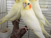 2025 Jumbo İri Boy 35 Günlük Yavru Lutino Sultan Papağanlar