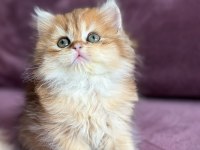 Golden Pofuduk Bir British Kız