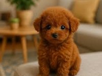 Poodle yavruları izmir