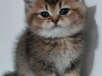 British shorthair chocolate golden bebeğim