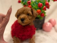 Sevimli Maltipoo Yavrular