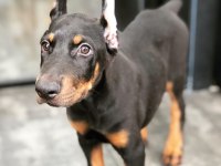 Show Kalite Doberman Köpekler