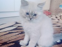 British Longhair 65 Günlük Yavrular