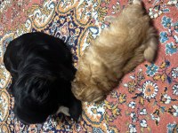 42 Günlük Pekinez Yavrusu