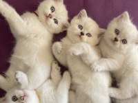 Safkan beyaz british sağlıklı yavrularımız