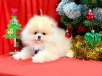Safkan pomeranian boo yavru köpeklerimiz