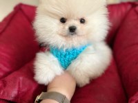 Teacup ayıcık pomeranian