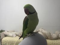 2 yaşında erkek evcil alexander