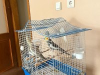 Yumurtlamaya Hazır Çift Sultan Papağanı