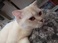 Kedimiz Mila Yuva Arıyor