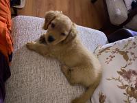 Annesi american cocker