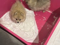 3 Aylık Dişi Pomeranian Yavrular