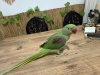 Full Evcil İskender Papağanı Isırmaz Ele Kola Gelir Konulmaya Başladı