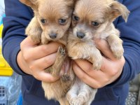 Chihuahua Teacup Yavrularımız Sağlık Ve Irk Garantilidir