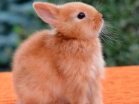 Ankara tavşan çiftliğinden hollanda cüceleri