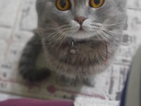 British Ve Scottish 4 Yavru