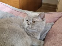 Kedimizi Özel Sebeplerden Dolayı Ücretsiz Sahiplendiriyoruz