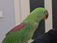 8 Aylık Full Evcil Alexander