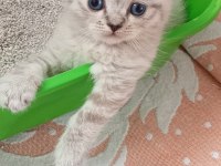 British İle Scottish Minnoş Kediler