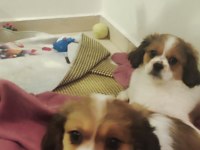 Mersin Cavalier King Charles Erkek Yavrular