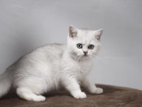 British Shorthair Kedisi Yavruları