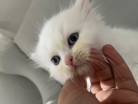 British Longhair Erkek Bebeğim