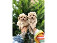 Harika Boy Büyümeyen Red Poodle Bebekler