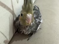 Yavru ev beslemesi sultan papağanları