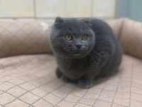 K9 Avrupa Çitliğinden Irk Ve Sağlık Garantili Brıtısh Ve Scottish Yavruları