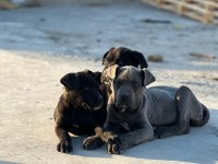 A kalite cane corso bebekler