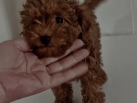 Orijinal Toy Poodle Değerlendirmeden Geçmeyin