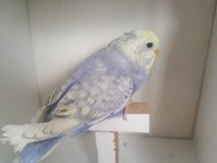 Yeme Düşmüş Muhabbet Kuşu Yavruları