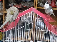 Takım Damızlık 1.5 Yaş Sultan Papağanı