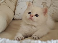 Anne baba full şecereli show kedisi british shorthair