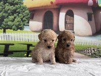 Maltipoo Cinsi Yavru