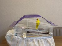 Sağlıklı Yavru Kakariki Papağanı