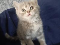 Muhteşem güzellikte iki kız kardeş kediler