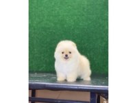 Pomeranian Boo Cinsi Yavrularımız