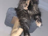 Maine Coon 3 Yaşında Güzellik