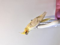 Sultan Papağanı Sahiplendirilecektir