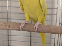 Mutasyon Pakistan Papağanı Evcil