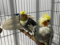 Tecrübeli Çift Sultan Papağanı Takım